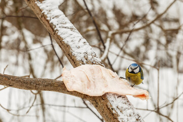 Eurasian blue tit. bird sits on a piece of fat in the winter forest. Feeding birds in winter.