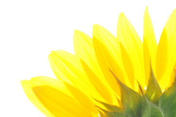 Fototapeta premium 向日葵の花