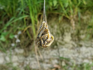 Closeup of group of caterpillars dangling from a web