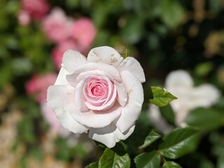 Pale pink rose in bloom