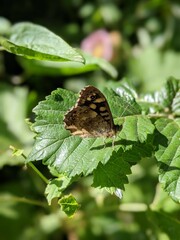 Closeup of Grayling butterfly on a leaf