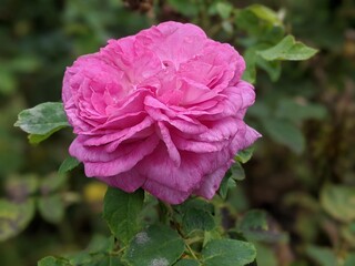Close up of bright pink rose blooming