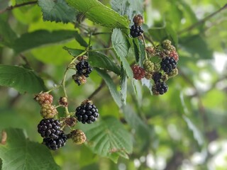 Closeup of blackberries in various stages of ripeness