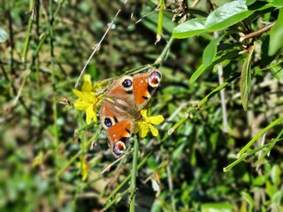 Closeup of a Peacock butterfly sitting on a small yellow flower