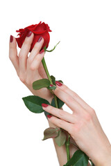 Beautiful red fingernails touching the petals of a beautiful red rose on a white background