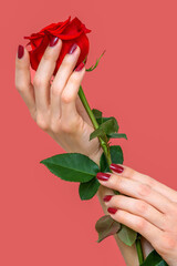 Beautiful red fingernails touching the petals of a beautiful red rose on a pink background