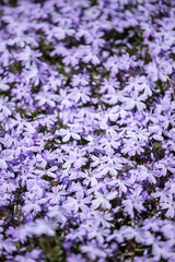 floral background of delicate purple color