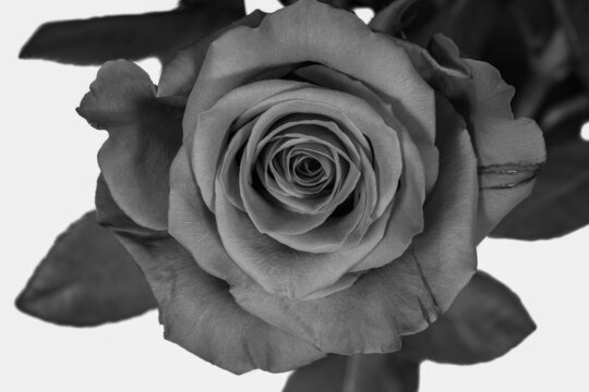 Closeup of a beautiful  rose in black and white