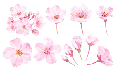 Fototapeta na wymiar 春の花：桜の花の水彩イラスト。構成要素のセット。