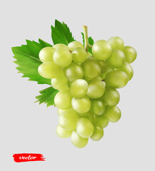 Green grape with grape leaf. Realistic vector illustration of yellow grape.