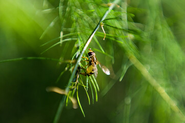 Pszczoła owad na zielonej gałązce rozmyte tło ujęcie z bliska - obrazy, fototapety, plakaty