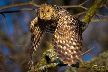 Strix uralensis 