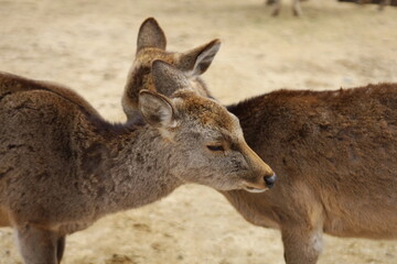 Fototapeta premium 鹿の使い