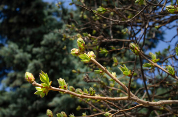 Reviving nature in early spring, opening buds on trees and bushes