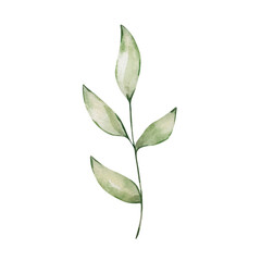 Watercolor branch with green leave