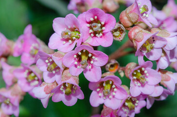 Pink garden spring bergenia flowers close-up