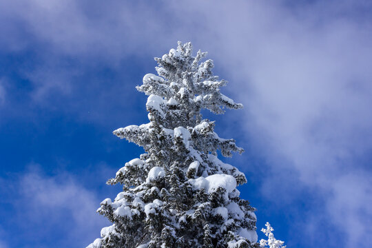 European spruce (Picea Excelsa) covered in snow and ice in the Austrian Alps during wintertime