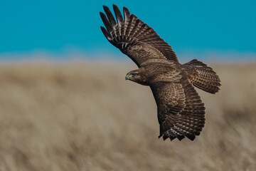 Buteo buteo