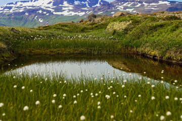 Moorlandschaft mit Wollgras im Hochland der Westfjorde von Island