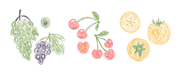 Grape, cherry and persimmon. Fruit bundle. Hand drawn vector illustration. Pen or marker doodle sketch. Line art silhouettes. Contour drawing.
