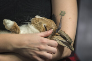 a little rabbit sleeping into owner's arms