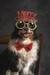 A young dog smile with party glasses for christmas