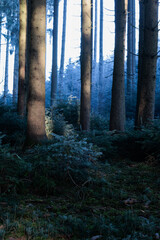 Fototapeta premium Forstwirtschaftlich genutzter Wald im Winter.