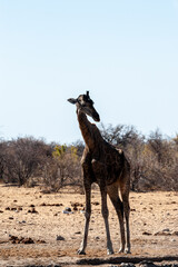 One Angolan Giraffe - Giraffa giraffa angolensis near a waterhole in Etosha national park, Namibia.