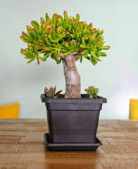 Succulent plant called Crassula ovata gollum or hobbit in a pot.