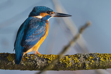 Alcedo atthis