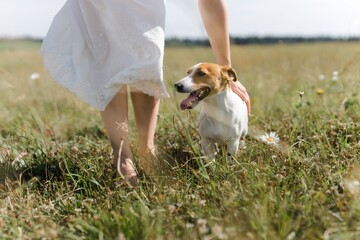 a young jack russell terrier dog walks in a field on a summer day with his mistress. the dog sticks...