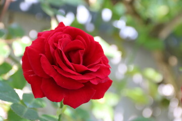 Eine rote Rose blüht im Garten