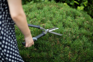 Obraz premium A woman cuts pine branches with garden shears.