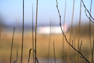 Close-up of reed at nature reserve at the airport on a sunny winter day. Photo taken January 26th, 2022, Zurich, Switzerland.