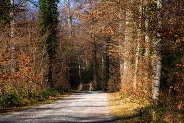 Rural gravel road in the woods with stacked fire wood and focus on background near the airport on a sunny winter day. Photo taken January 26th, 2022, Zurich, Switzerland.