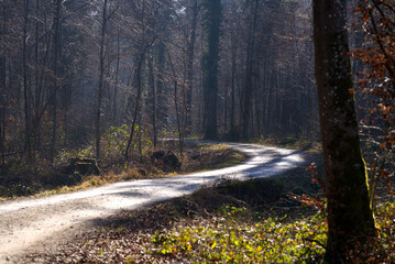 Winding rural gravel road in the woods with focus on background near the airport on a sunny winter day. Photo taken January 26th, 2022, Zurich, Switzerland.