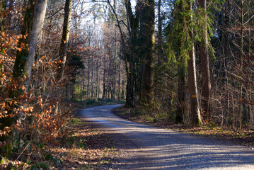 Winding rural gravel road in the woods with focus on background near the airport on a sunny winter day. Photo taken January 26th, 2022, Zurich, Switzerland.