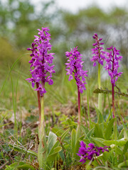 Kleines Knabenkraut, Anacamptis morio, Orchis morio