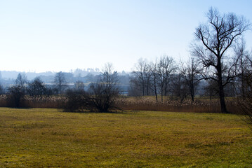 Pond with trees and reed at nature reserve near the airport on a sunny winter day. Photo taken January 26th, 2022, Zurich, Switzerland.