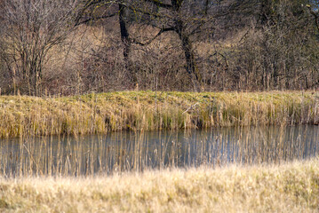 Pond with trees and reed at nature reserve near the airport on a sunny winter day. Photo taken January 26th, 2022, Zurich, Switzerland.