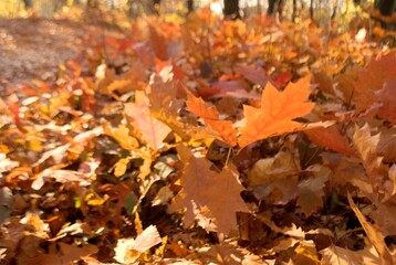 The photos were taken in autumn in good weather in nature, among the rich colors of autumn