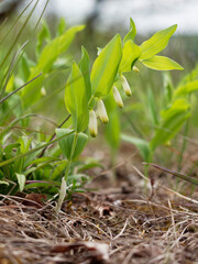 Echte Salomonssiegel, Polygonatum odoratum,