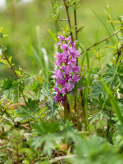 Kleines Knabenkraut, Anacamptis morio, Orchis morio