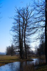 Pond with trees and reed at nature reserve near the airport on a sunny winter day. Photo taken January 26th, 2022, Zurich, Switzerland.