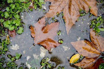 leaf in a puddle of water