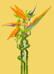 Lucky bamboo et strélitzia 