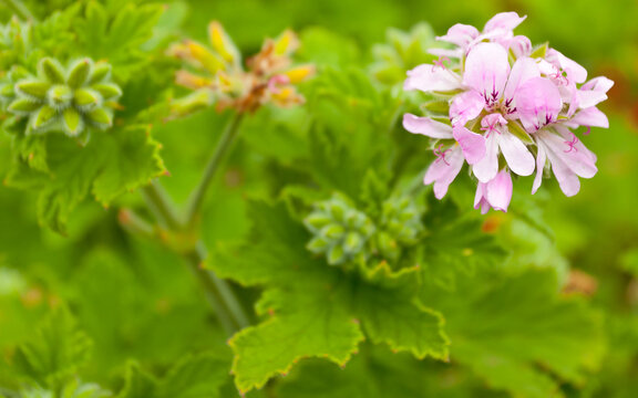 fleur De g&eacute;ranium rosat 