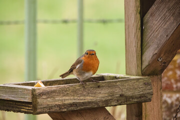 close up of a robin redbreast (Erithacus rubecula) feeding from a wooden bird feeder table
