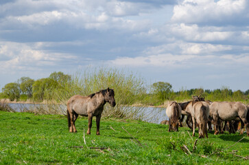 Obraz na płótnie Canvas horses on the meadow