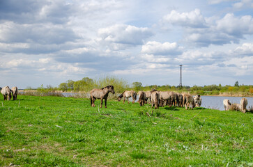 horses on the meadow